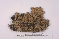 藏品(網大葉梅)的圖片